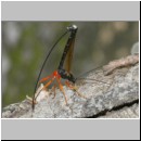 Dolichomitus messor - Schlupfwespe w01j 32mm - OS-Hasbergen Holzlagerplatz auf Eiche det06.jpg